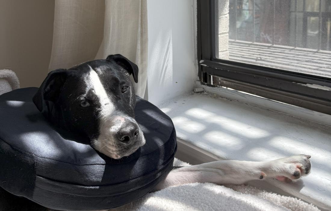Turbo the dog wearing a protective e-collar beside a window